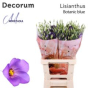 náhled RK EUSTOMA BOTANICA MODRÁ