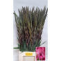 náhled RK GLADIOL CERISE