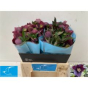 náhled RK HELLEBORUS PURPLE