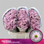 náhled RK CHRYZANT. SANTINI ROSSI PINK