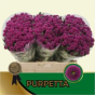 náhled RK CHRYZANT. SANTINI PP PURPLE