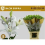 náhled RK LILIE AZ BACH