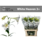 náhled RK LILIE WHITE HEAVEN