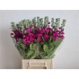 náhled RK MATTHIOLA CERISE