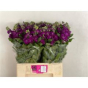 náhled RK MATTHIOLA PURPLE