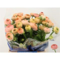 náhled RK RANUNCULUS SALMON