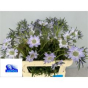 náhled RK SCABIOSA MILKA