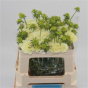 náhled RK SCABIOSA ŽLUTÁ