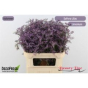 náhled RK STATICE LIMONIUM MILKA