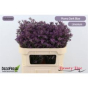 náhled RK STATICE LIMONIUM MODRÁ