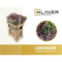 náhled RK STATICE LIMONIUM MIX