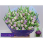 náhled RK TULIPÁN PP PURPLE