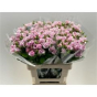 náhled R TR KATINKA