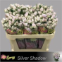 náhled R TR SILVER SHADOW