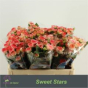 náhled R TR SWEET STARS