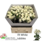 náhled R TR WHITE BUBBLES
