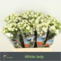 náhled R TR WHITE LADY