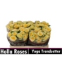 náhled R TR YOGA TRENDSETTER