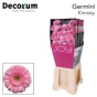 náhled RK GERBERA MINI RŮŽOVÁ SVĚTLÝ STŘED