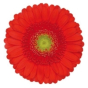náhled RK GERBERA MINI ČERVENÁ SVĚTLÝ STŘED