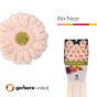 náhled RK GERBERA MINI SVĚTLE RŮŽOVÁ SVĚTLÝ STŘED