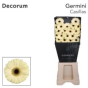 náhled RK GERBERA MINI SVĚTLE ŽLUTÁ TMAVÝ STŘED