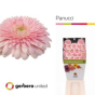 náhled RK GERBERA MINI PON PON RŮŽOVÁ