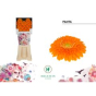 náhled RK GERBERA MINI PON PON ORANŽOVÁ