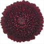 náhled RK GERBERA MINI PON PON BORDO