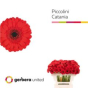 náhled RK GERBERA MICRO ČERVENÁ