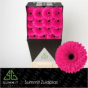 náhled RK GERBERA CERISE TMAVÝ STŘED