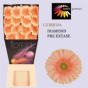 náhled RK GERBERA LOSOSOVÁ