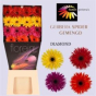 náhled RK GERBERA GR SPIDER MIX