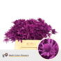 náhled RK ERYNGIUM BARVA CERISE