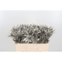 náhled RK ERYNGIUM BARVA PLATINA
