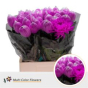 náhled RK CHRYSANT. BARVENÁ ANTONOV CERISE