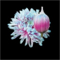 náhled RK CHRYSANT. BARVENÁ ANTONOV BUBBLEGUM