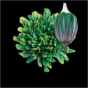 náhled RK CHRYSANT. BARVENÁ ANTONOV HAWAI