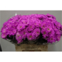 náhled RK CHRYSANT. BARVENÁ EURO CERISE