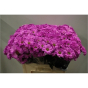 náhled RK CHRYSANT. BARVENÁ CERISE