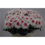 náhled RK CHRYSANT. VYŠTIP. BARVENÁ TOPSPIN+CERISE