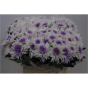 náhled RK CHRYSANT. VYŠTIP. BARVENÁ TOPSPIN+FIALOVÁ