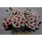 náhled RK CHRYSANT. VYŠTIP. BARVENÁ TOPSPIN+ČERVENÁ