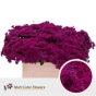 náhled RK SEDUM BARVA CERISE