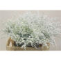 náhled RK SOLIDAGO BARVENÉ BÍLÁ