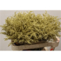 náhled RK SOLIDAGO BARVENÉ ZLATÁ