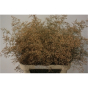 náhled RK STATICE LIMONIUM BARVA APRICOT