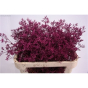 náhled RK STATICE LIMONIUM BARVA CERISE