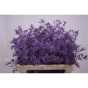 náhled RK STATICE LIMONIUM BARVA MILKA