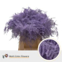 náhled RK ZELEN PLUMOSUS 45CM BARVA MILKA